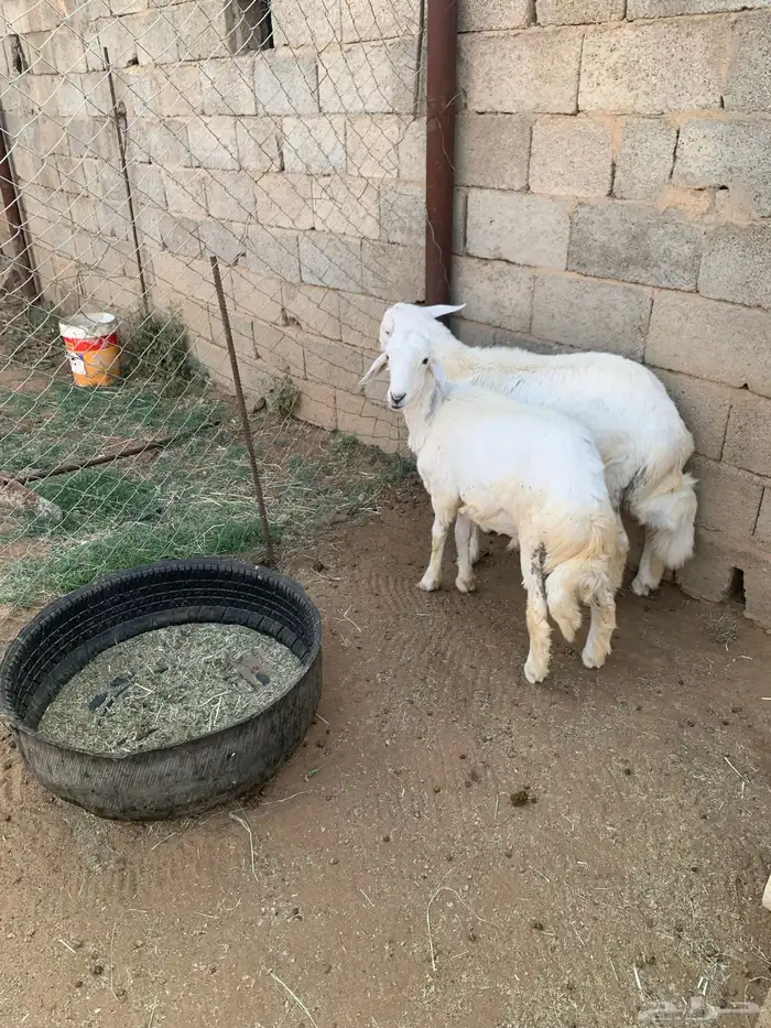 خروفين 0