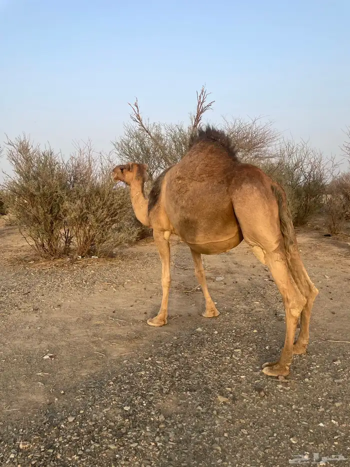 ناقه حمراء ملاقي 9