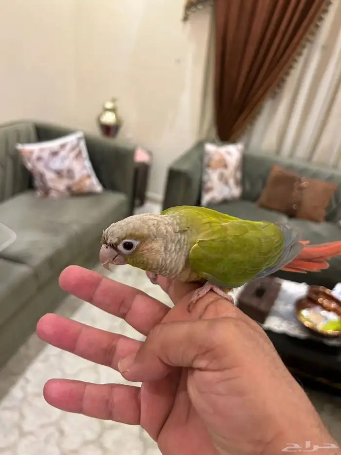 كنيور آناناسه نعناع 3