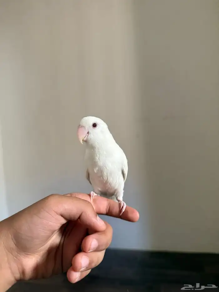 طيور روز بعمر 3 اشهر 1