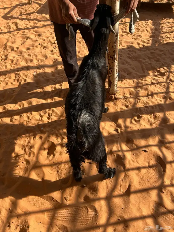 طليان نعيم سواكن تيوس ناهي 4