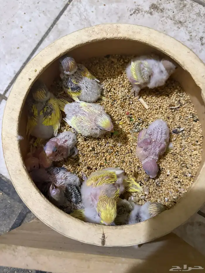 فروخ بادجي غر للبيع 5