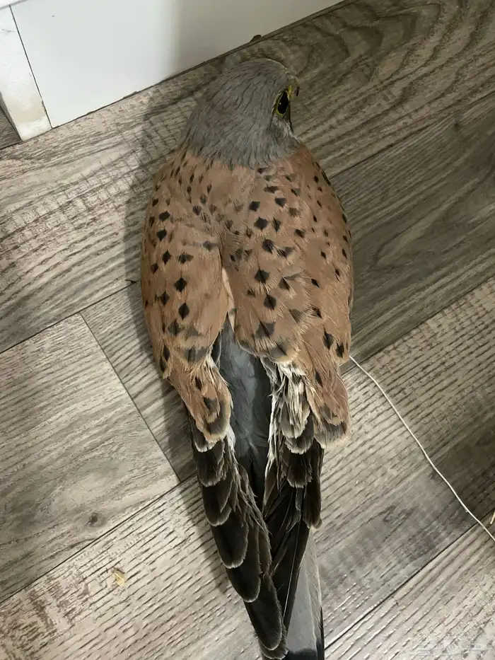 طيور باشق 0