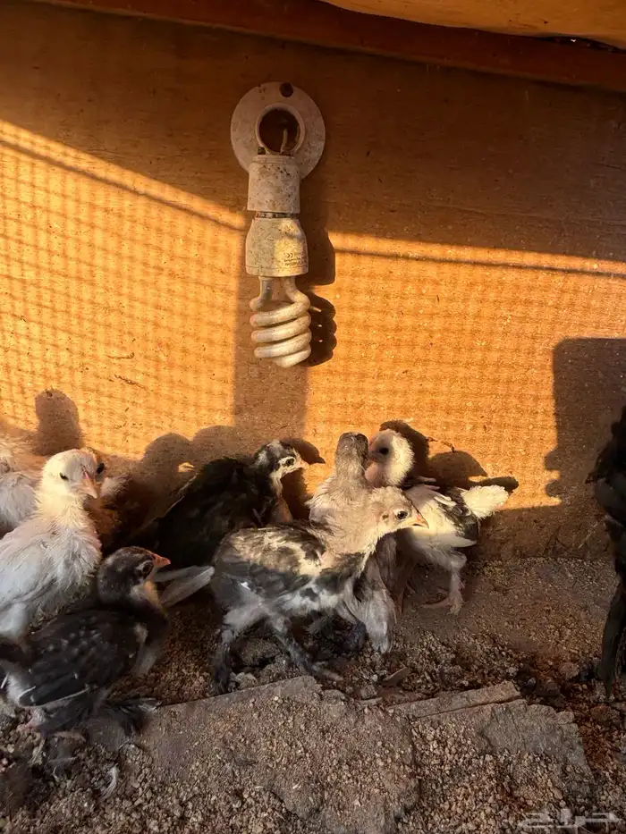 دجاجه معها فروخ 0