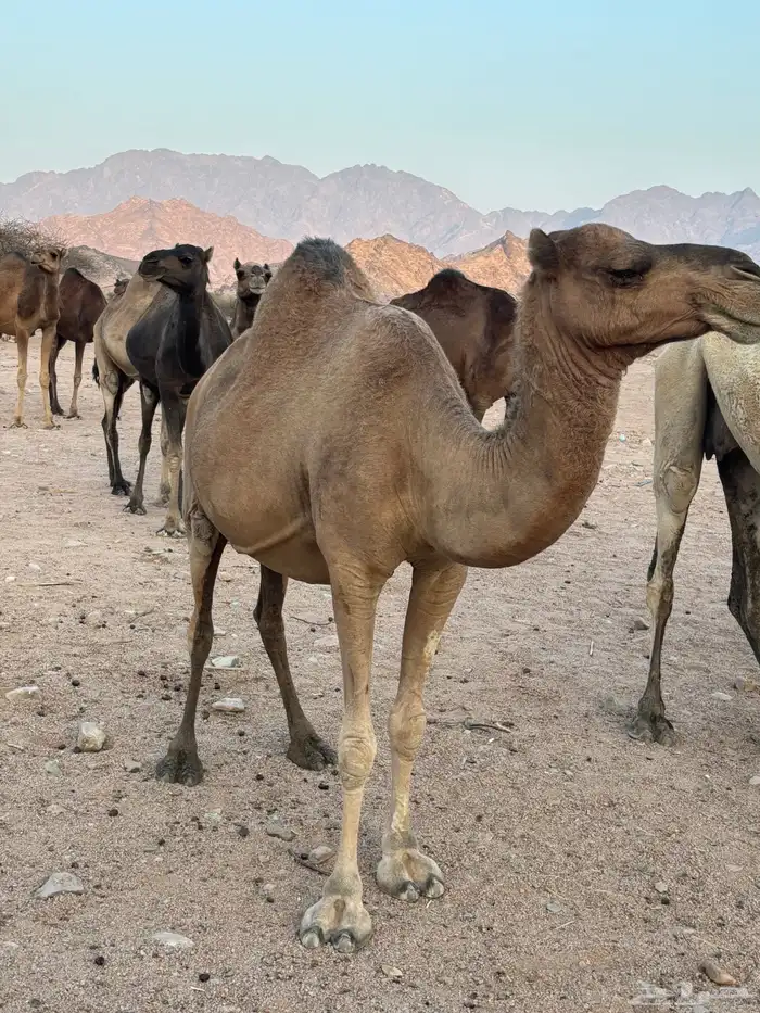 ناقه حمرا لقحه للبيع الرجاء قراة التفاصيل بالاعلان 1