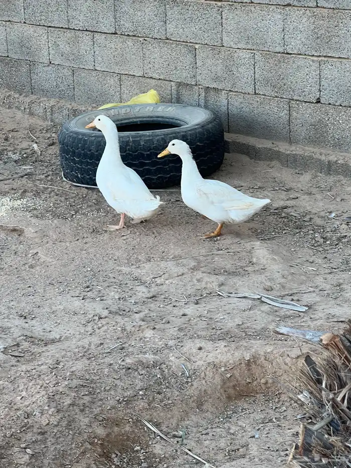 للبيع بط معه بيضه 1