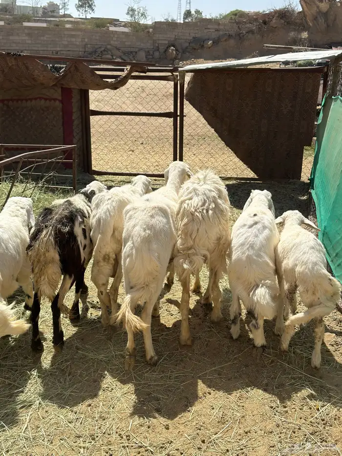 4 عليها 3 و وحدة دافع حاصب غنم شهران 1