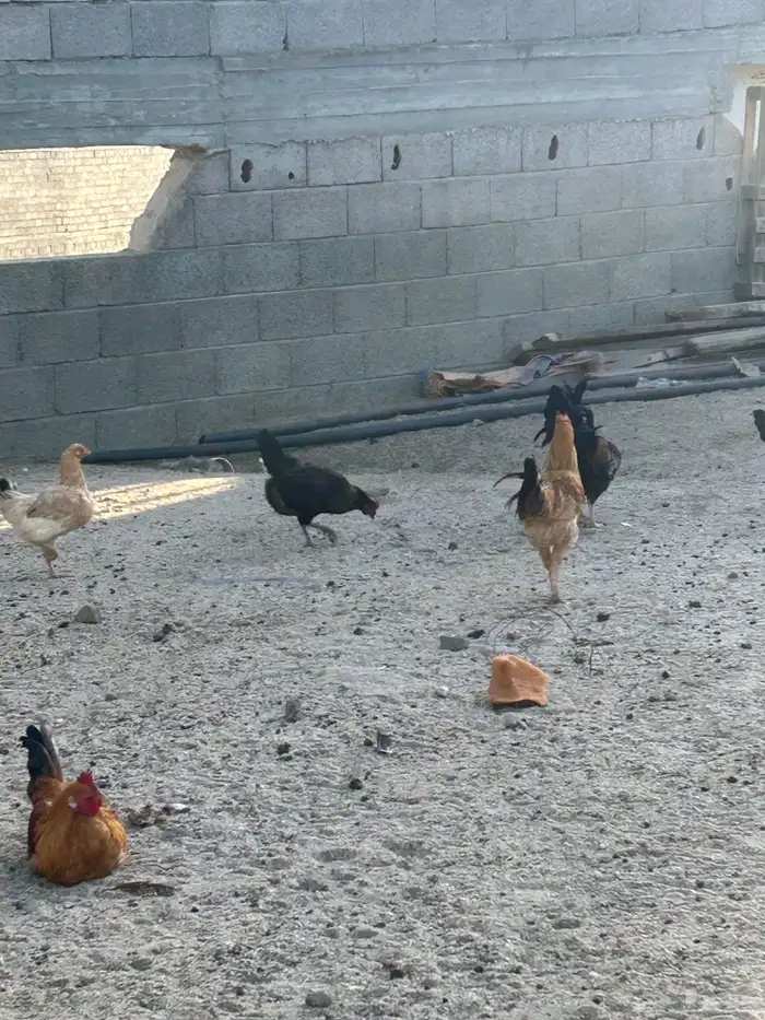 دجاج 2