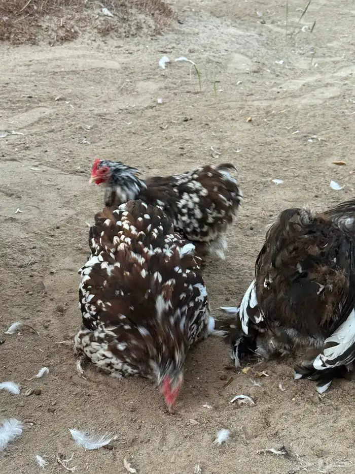 كوشن بوران خوارج 0