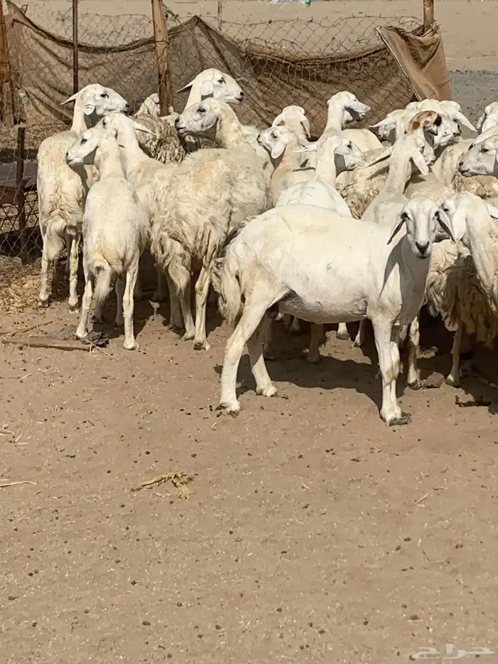 للبيع غنم حريات دفيع حرش 8