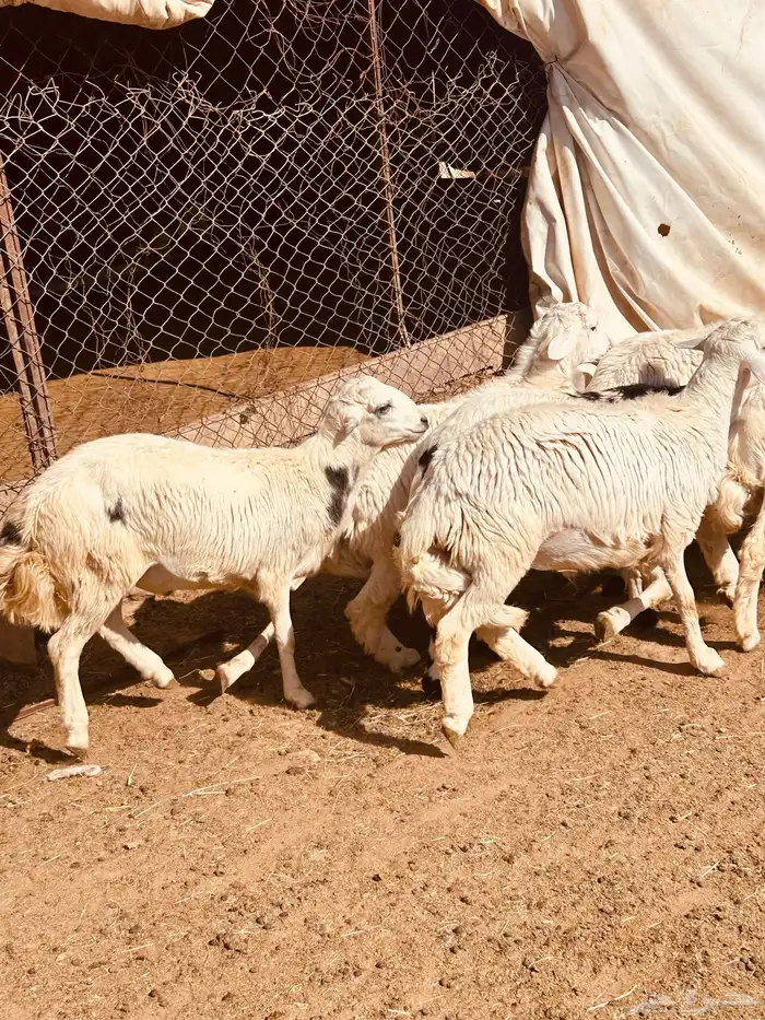 طليان 7