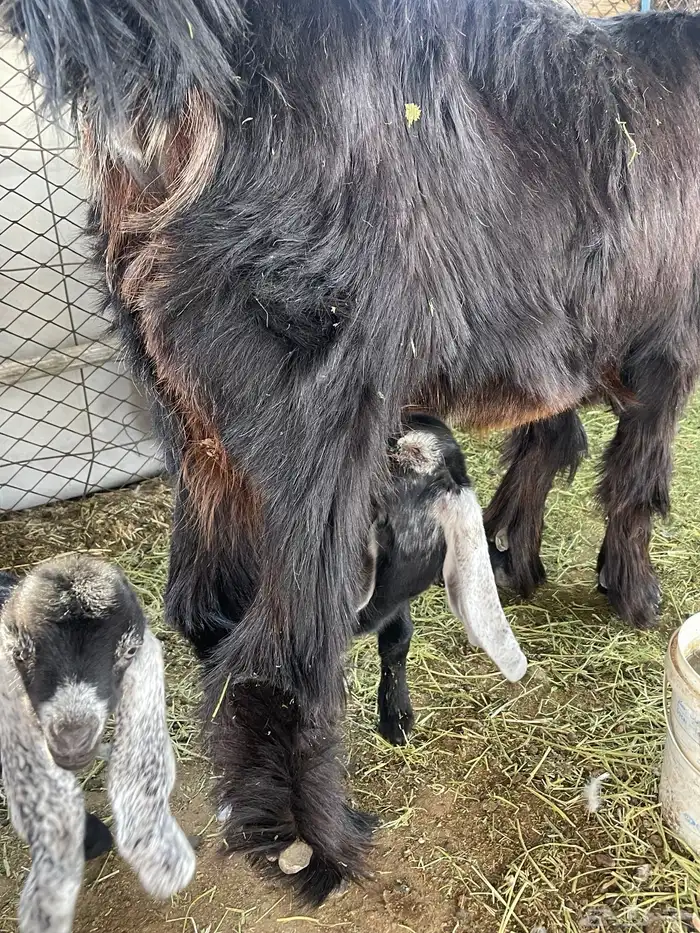 عنز معاها عدد 2تيوس 4