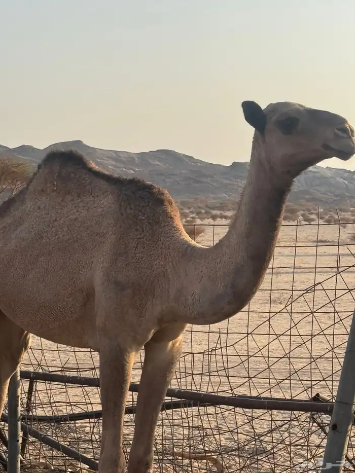 بكره 0