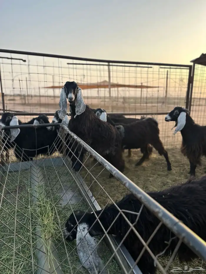 جفرات للبيع 1