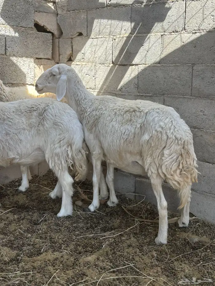 نعاج دفيع 2