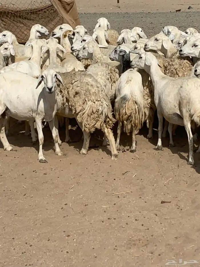 للبيع غنم حريات دفيع حرش 6