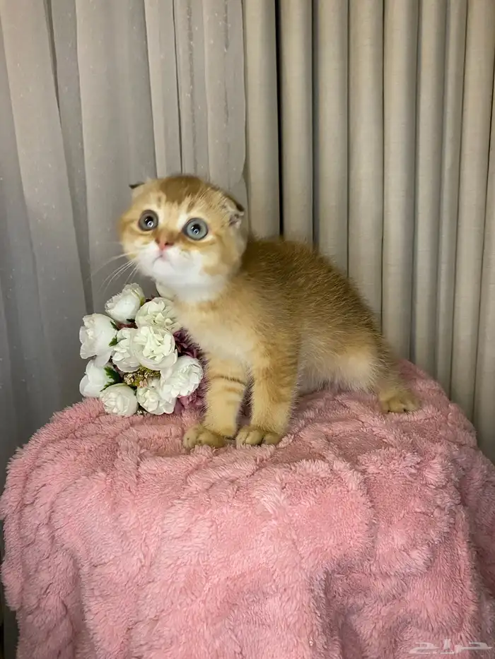 قطط سكوتش تربل فولد للبيع 2