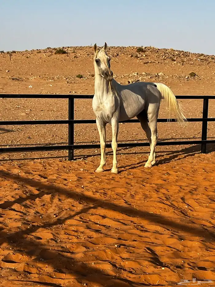 حصان للبيع 1