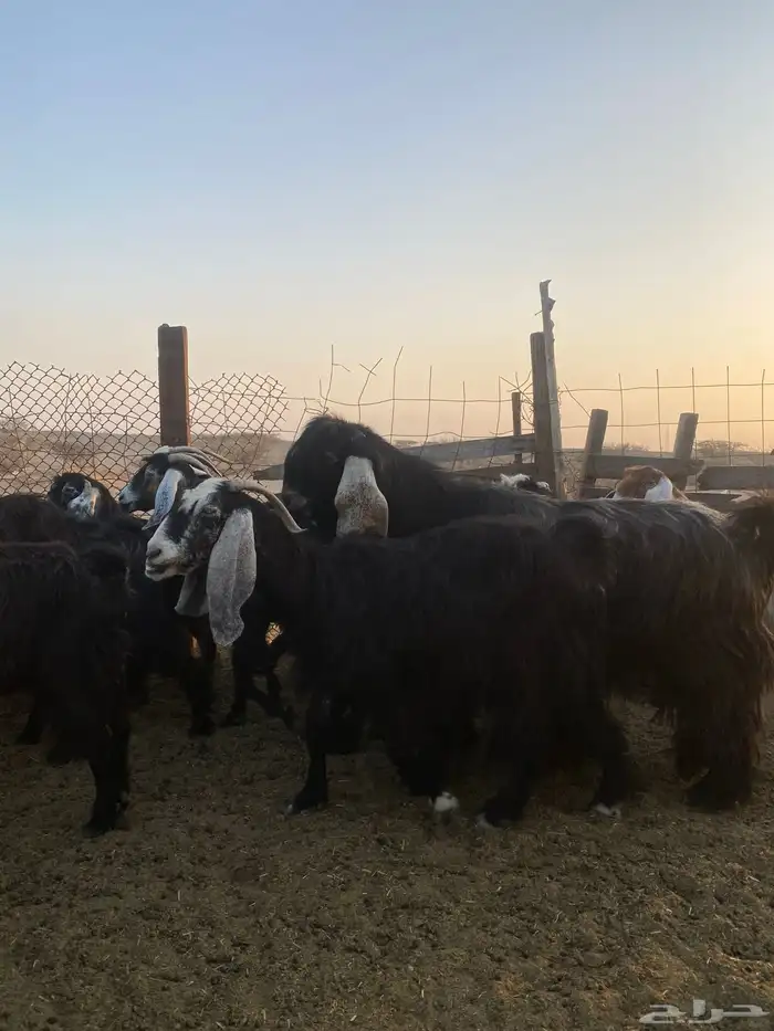 للبيع معزا عوارض مضاريع ودفيع بالفحل 11