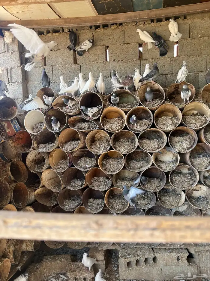 حمام مشكل هندي بكستاني بلدي 1