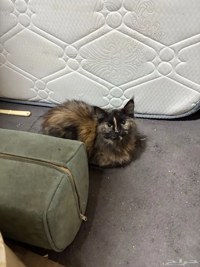 قطط للتبني 6