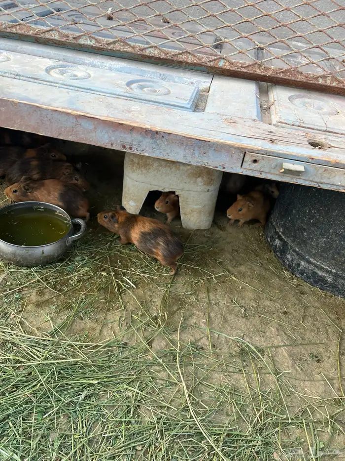 وبرأن للبيع 5