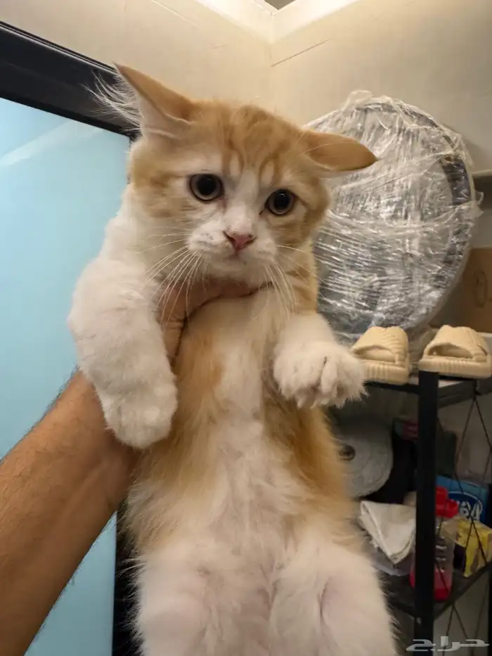 قطط شيرازي مع هملايا 2