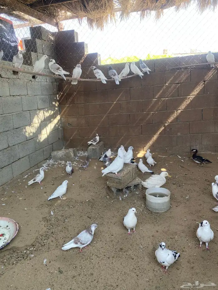 حمام بلدي 0