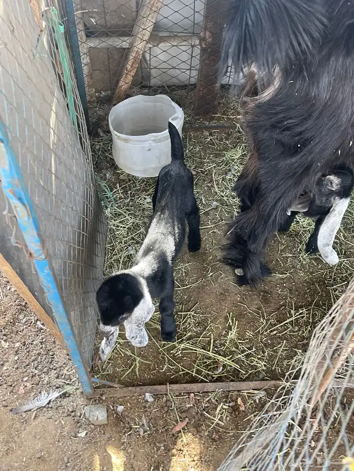 عنز معاها عدد 2تيوس 3