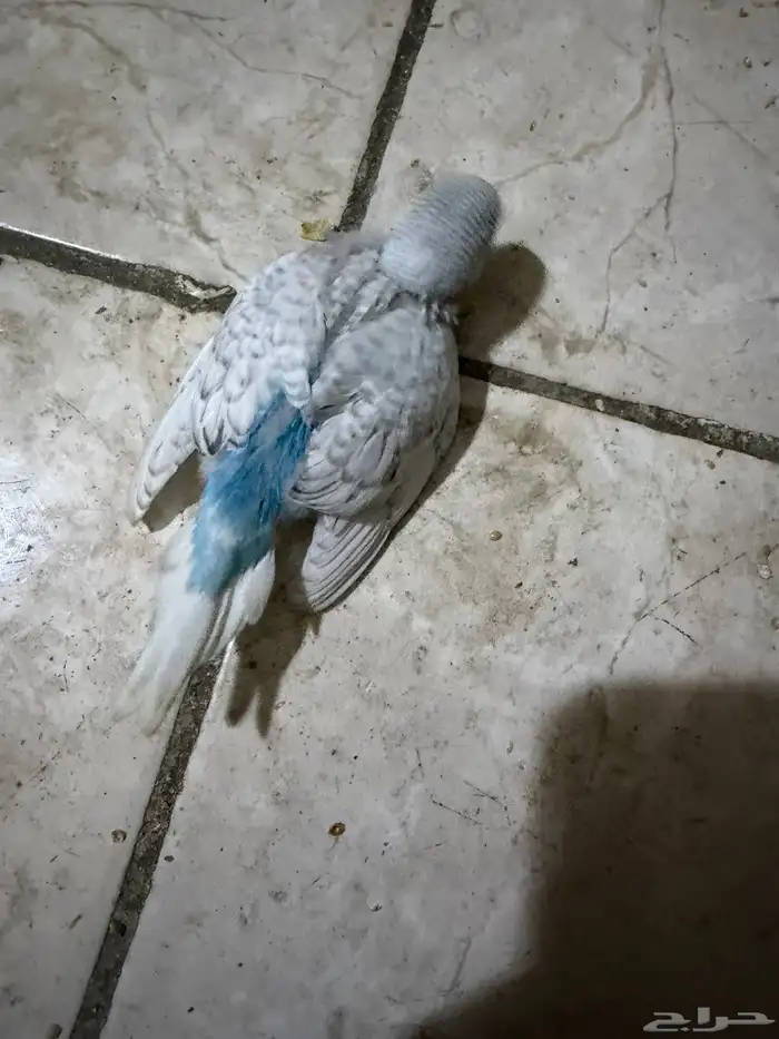 فروخ بادجي غر للبيع 1