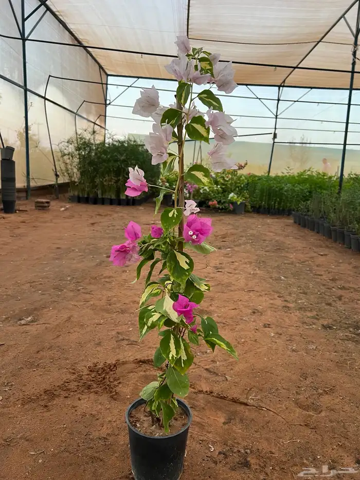 نباتات واشجار زينه 10