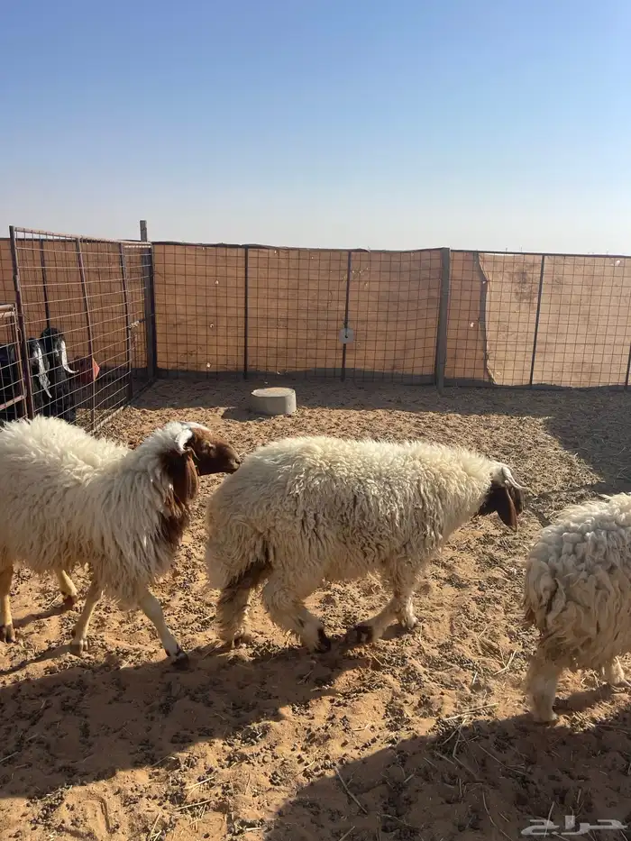 خرفان نعيم تم البيع الله يبارك له 2
