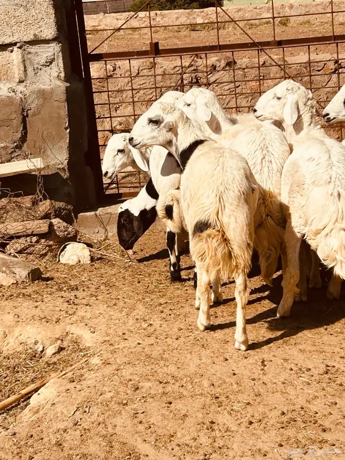 طليان 6