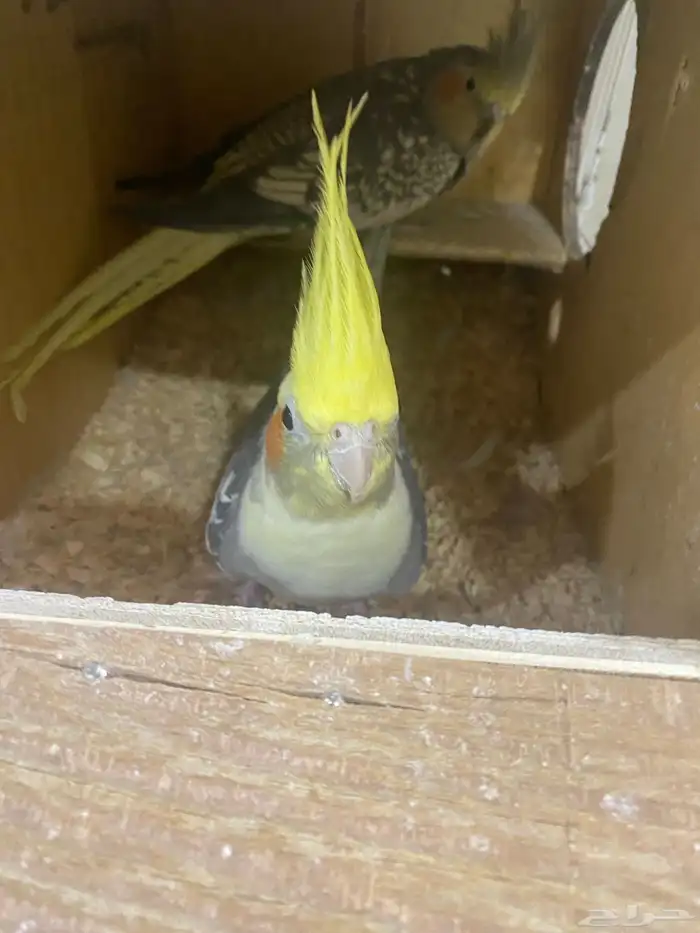 جوز كروان منتج 2