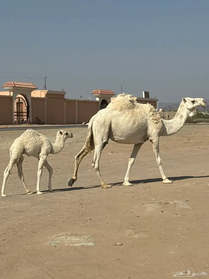 ناقة خلفه شاقه حليبها وسط تحتها قعود 1