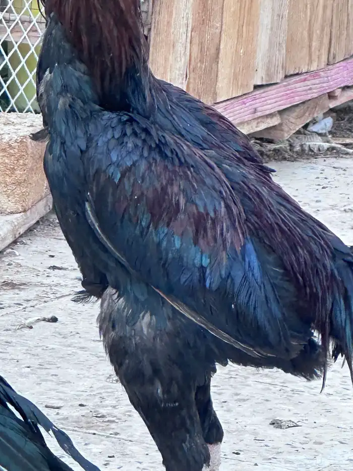 ديك باكستانى 8