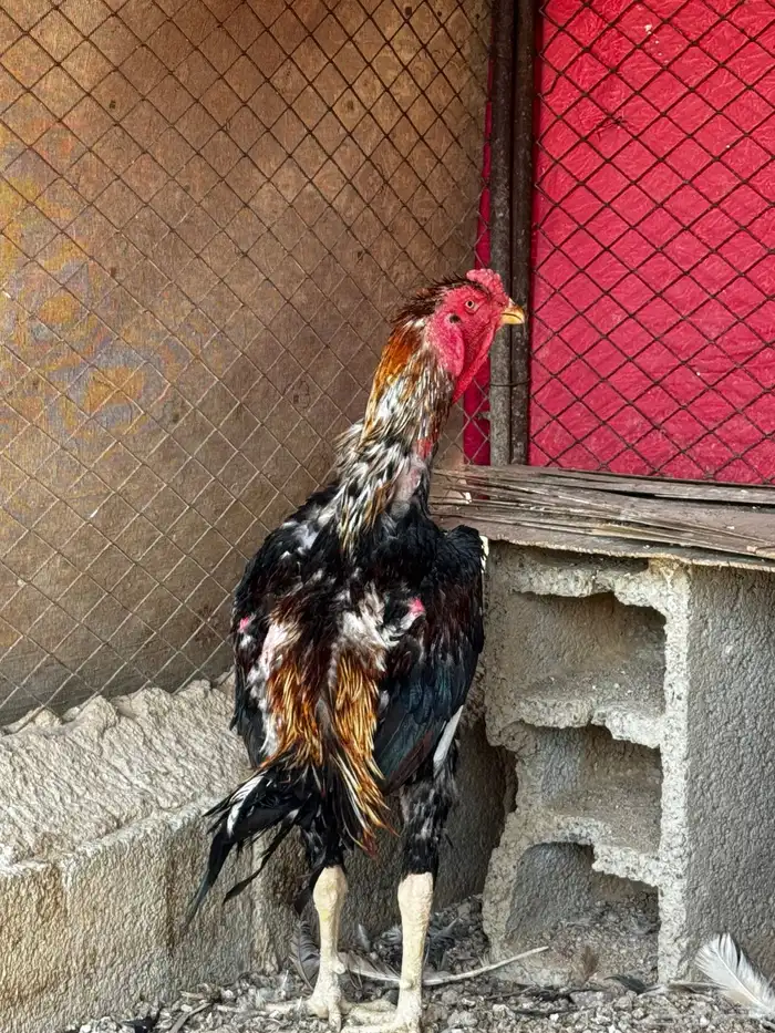 ديك شامو ياباني 0