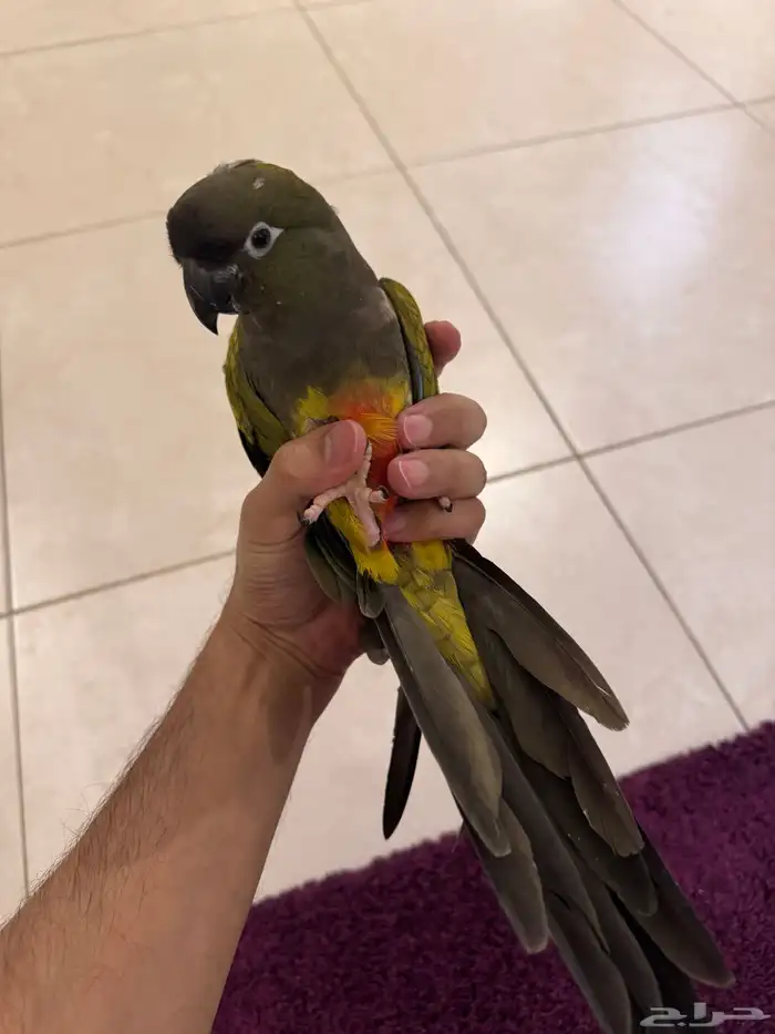 ببغاء كنيور باتاغونيا نوادر سوبر جامبو 1