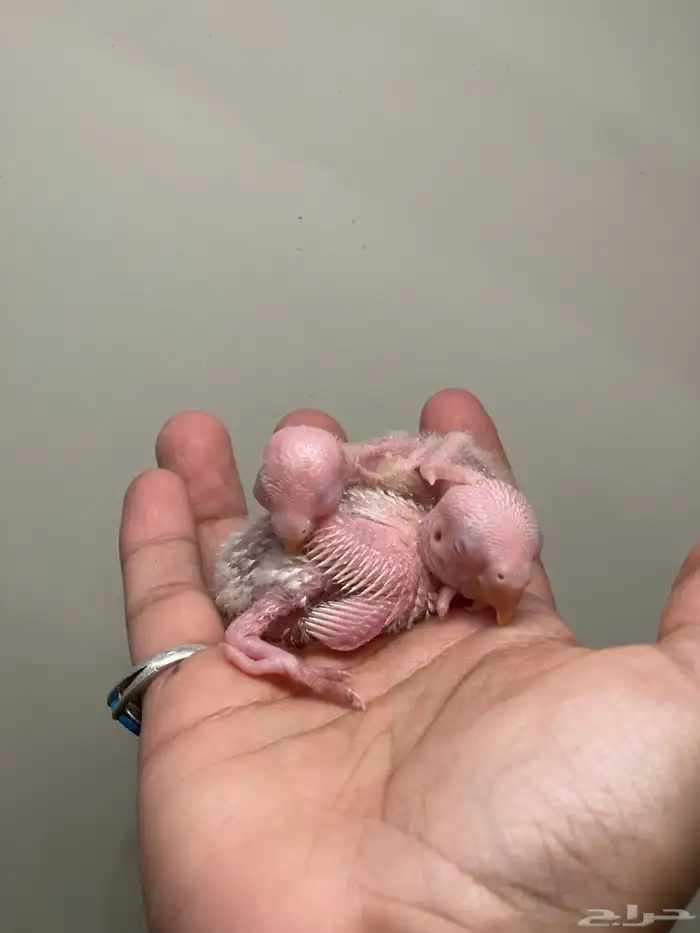 فروخ روز البينو احجام طيبة 0