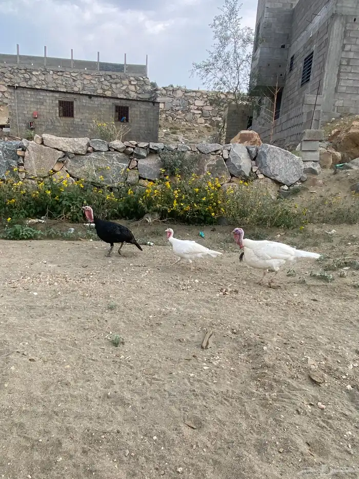 دجاج رومي 1