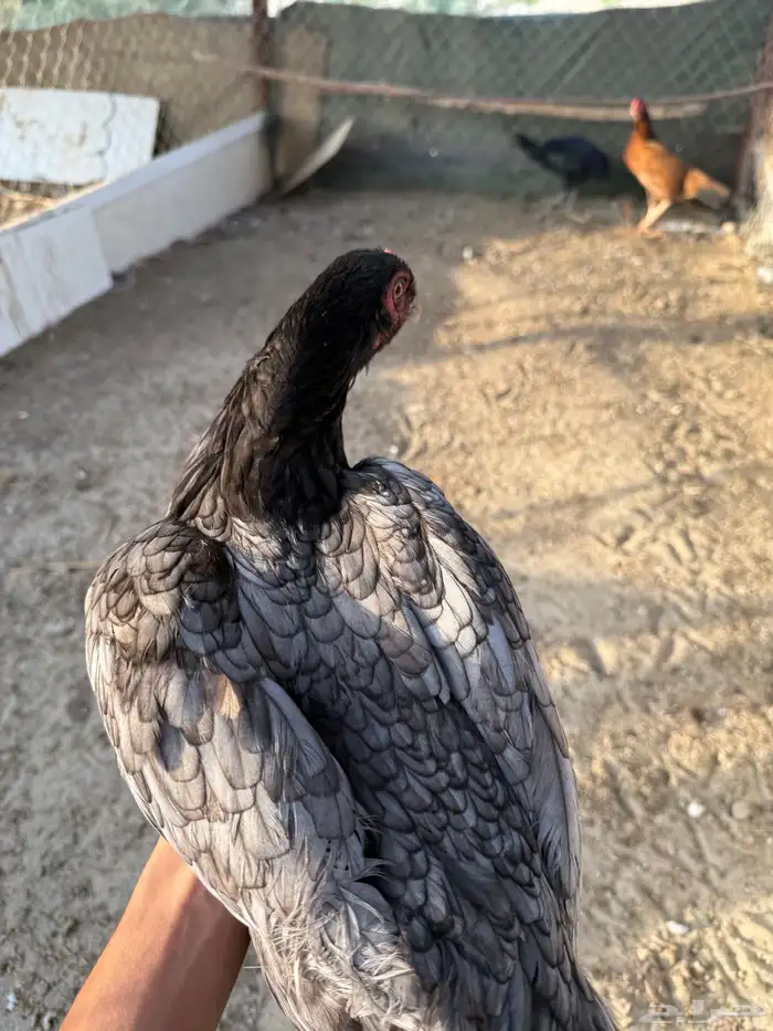 دجاج سندي اناثي 1