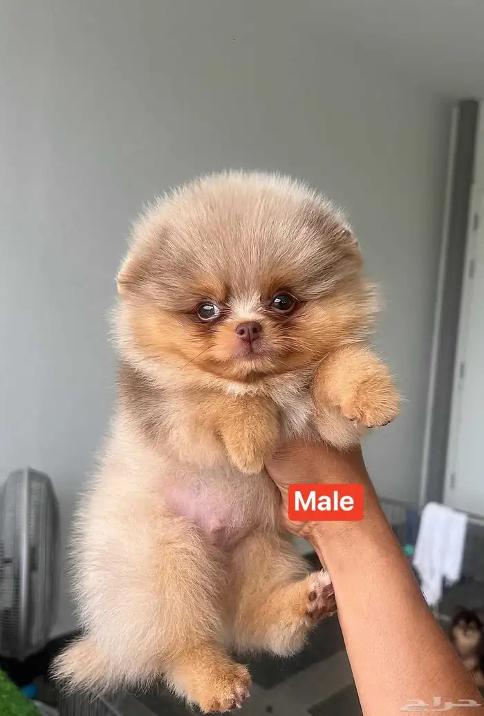 جراء بومرينين الوان مميزة 6