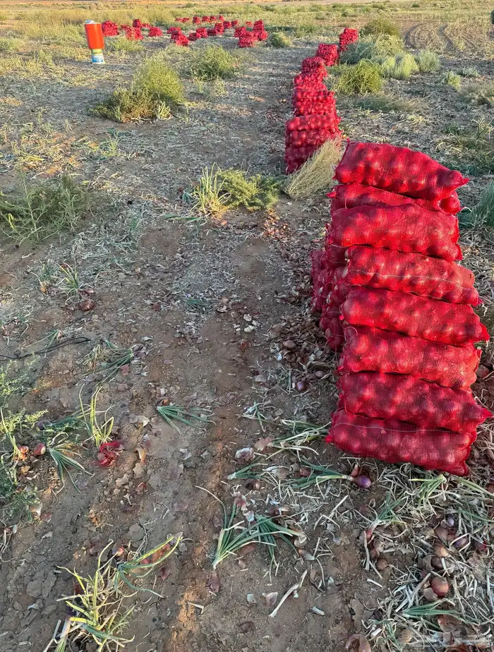 بصل 5 كيلو 3 0