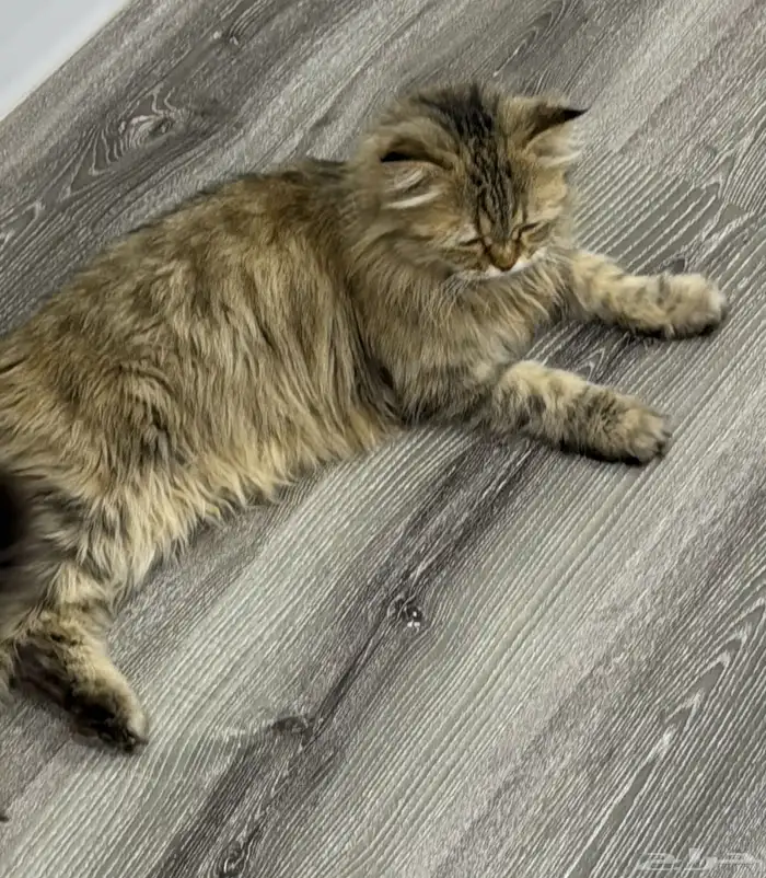 قطه معثور عليها 0