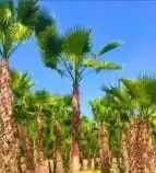 نخيل_ _وشنطن_زينه 3