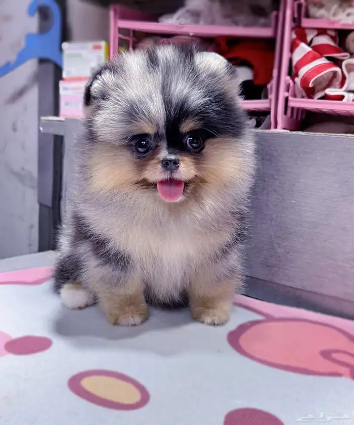 جراء بومرينين الوان مميزة 9