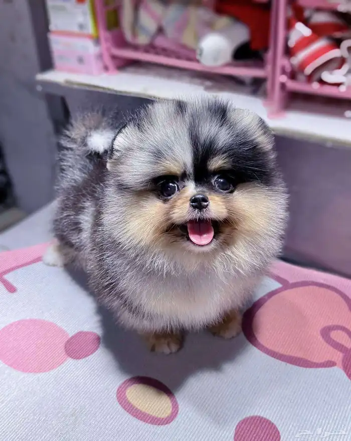 جراء بومرينين الوان مميزة 8