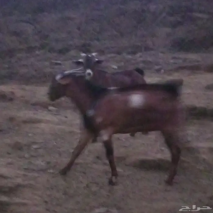 تيوس بلديه من حلالي على السوم الادهم جذع والثاني ثني 0