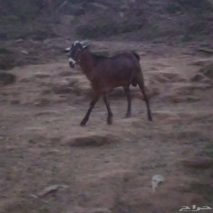 تيوس بلديه من حلالي على السوم الادهم جذع والثاني ثني 1