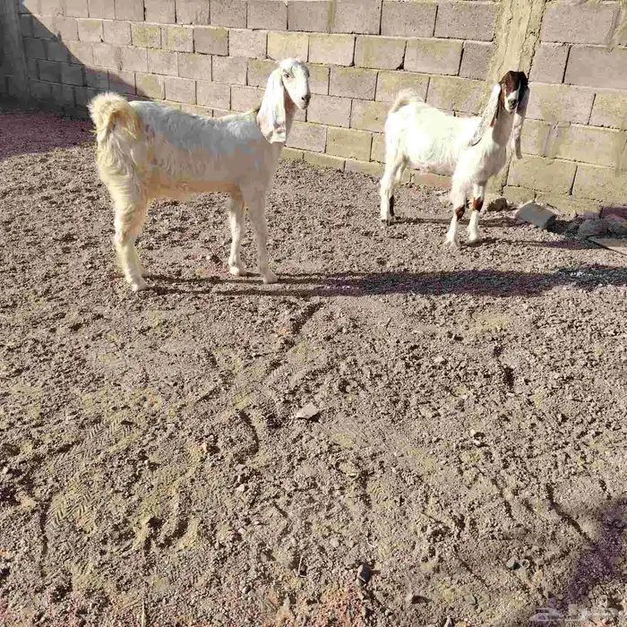 جفار العدد 2 مشاريك عمارهن 4 لا 5 شهر سليمات من اي مرض 0